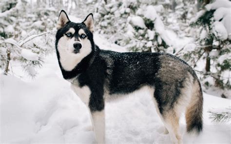 18 Types Of Huskies That Can Live Anywhere In The Usa