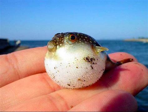 Cutest Baby Puffer Fish In The World Baby Animals Pinterest Baby