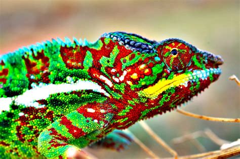 How to change the text color in javascript: How (and Why) Do Chameleons Change Color? - Veritasium ...