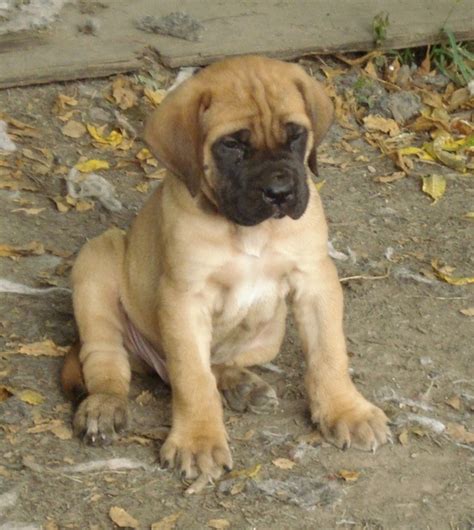 English Mastiff Fawn Ugh Adorable This Is Exactly What I Want My