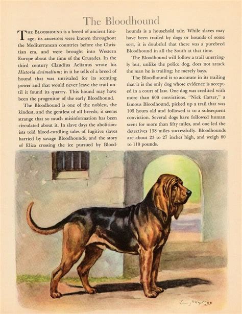1942 Bloodhound Print Vintage Edwin Megargee Bloodhound Illustration