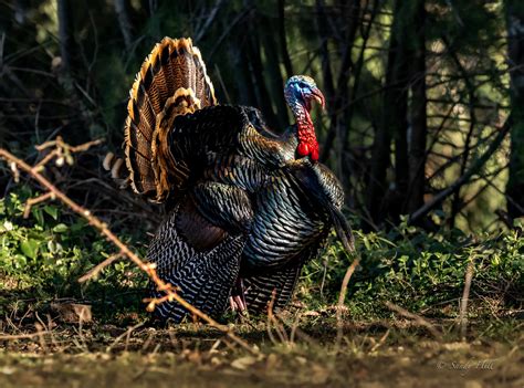 Signs Of Spring When The Wild Male Turkeys Also Known As T Flickr