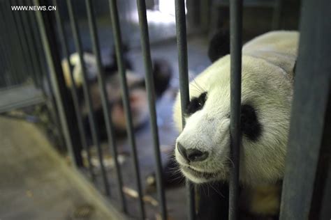 Captive Bred Giant Pandas Return To Wild After Training810