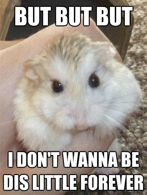 Pin By Hamster Club On Hamster Funny Funny Hamsters Hamster Cute