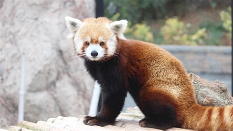 Red Panda Elmwood Park Zoo