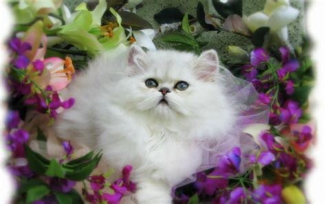 Welcome to my channel ; Kucing Anggora Wallpaper Kucing Lucu Pink - Wallpaper HD