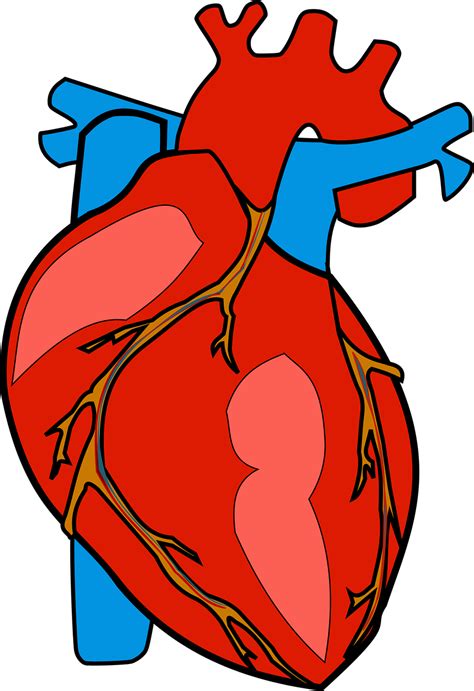anatomical healthcare heart png picpng