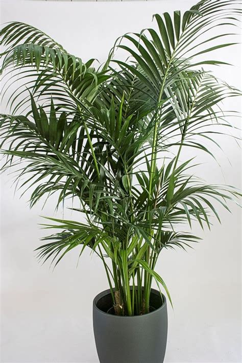 Kentia Palm Live Plant In An 10 Inch Growers Pot Howea Etsy