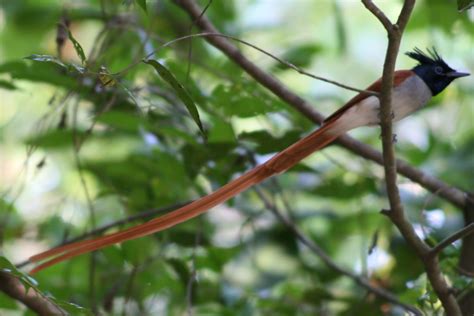 asian paradise flycatcher terpsiphone paradisi there was… flickr