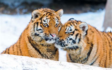 Two Tigers In The Snow Wallpaper Animals Wallpaper Better
