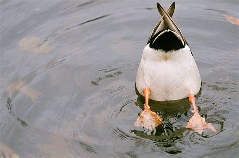 Duck Ass Geoff0809 Flickr