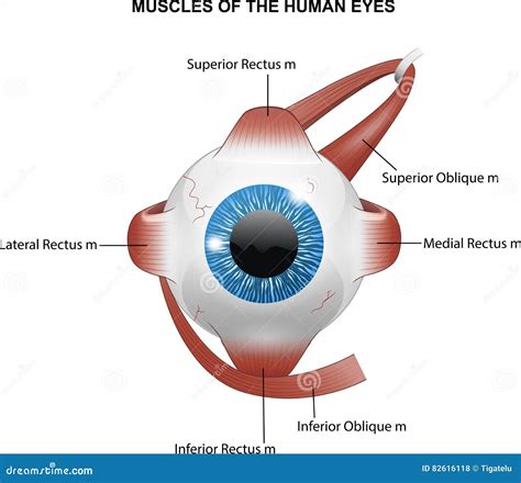Muscles Of The Human Eyes Stock Vector Illustration Of Eyelid 82616118