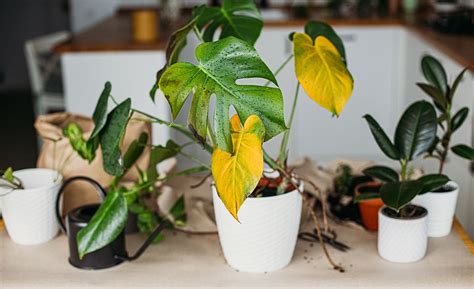 We did not find results for: how to revive plants | Dying plants, Plants, House plants
