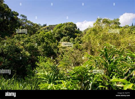 Scenic View Of Forest Vegetation Trees And Plants In Haiku Maui Hawaii