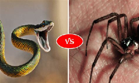 Could A Black Widow Kill A Snake Pests The Door Garden Spider Black