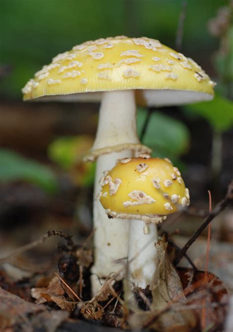 Amanita Article From The Granite State News New