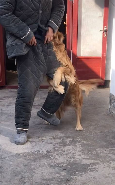 Clingy Golden Retriever Hugs On Owners Leg And Refuses To Let Him Get