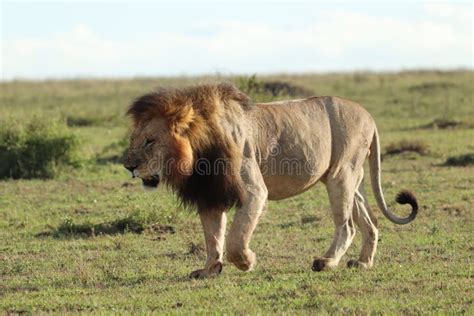 Leones En Sabana Africana En Masai Mara Fotos de stock Fotos libres de regalías de Dreamstime