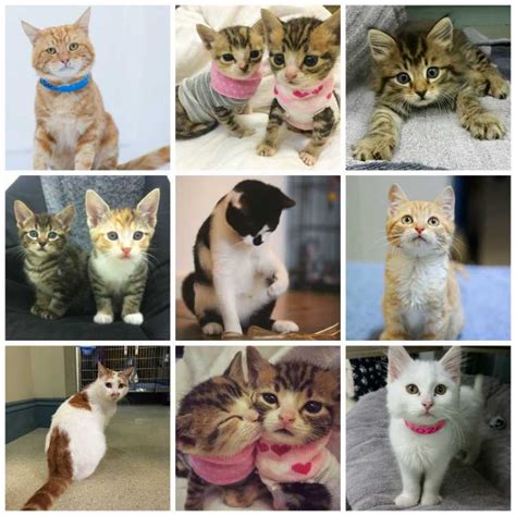 Kittens Available For Adoption Sweet Kitten Available For Adoption