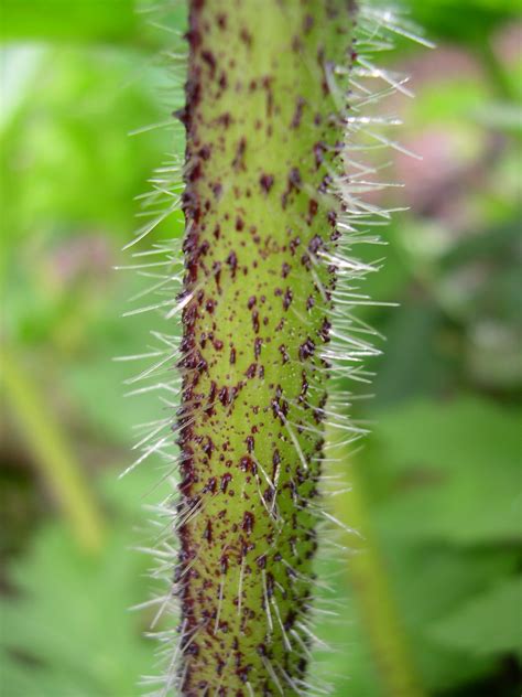 Giant Hogweed Identification And Control Heracleum Mantegazzianum