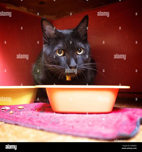 Black Cat Eating Stock Photo Alamy