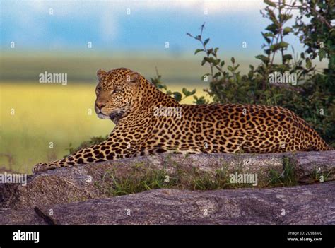 Leopard Serengeti National Park Tanzania Stock Photo Alamy