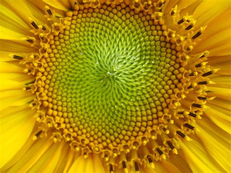 Sunflower Closeup Free Stock Photo FreeImages