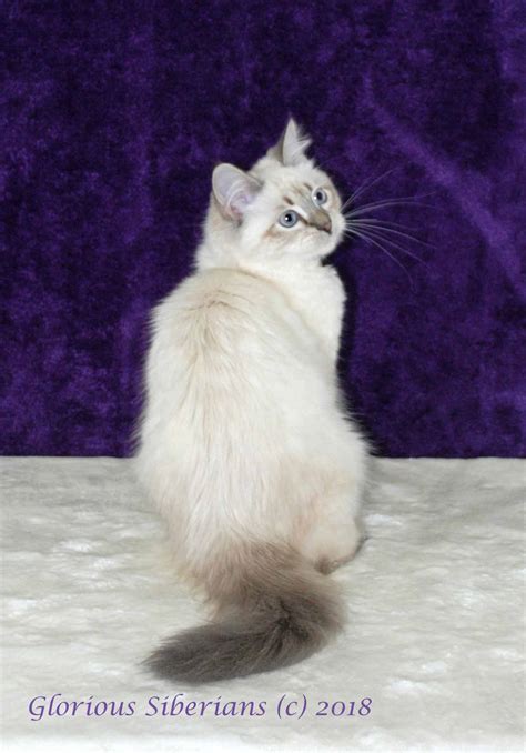 She's now 6 yrs old in people years. Kittens and Retired cats for sale | Hypoallergenic Cats