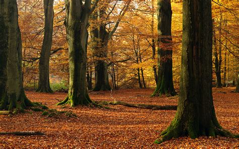 Mighty Beech Trees In Sunny Autumn Forest Hd Wallpapers
