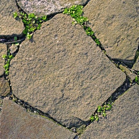 Old Pavement Of Wild Stones With Green Grass In The Seams Stock Photo Image Of Design Natural