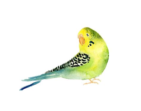Budgerigar Png Pic Png All
