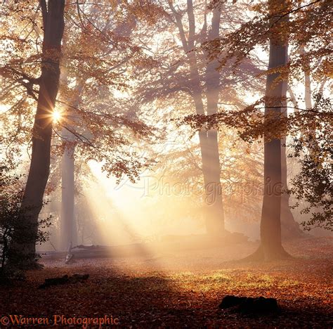 Mist And Sunbeams In The New Forest Photo Wp05747