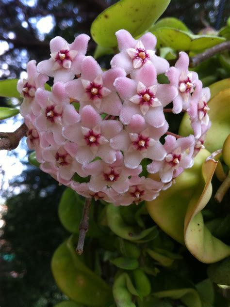 Waxy Flowers From My Garden