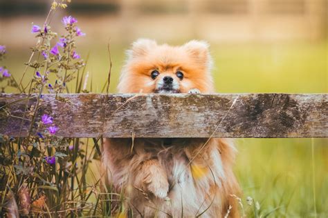 Types Of Pomeranians Dog Breed Information Pethelpful