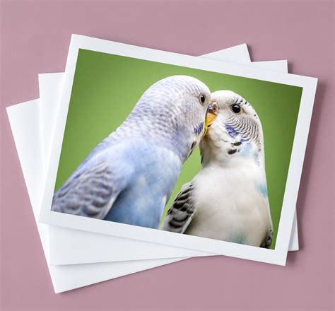 Pair Of Blue And White Budgie Parakeet Birds Kissing With Green