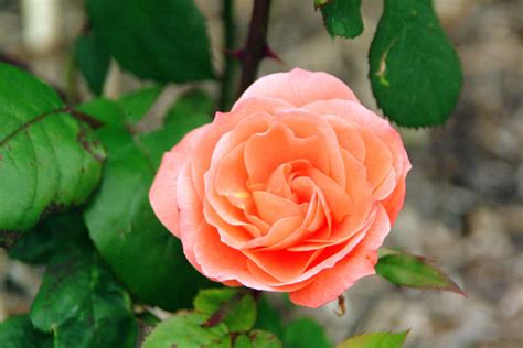 Orange colour flowers good morning images. Daily Good Morning Flowers: Orange Rose...