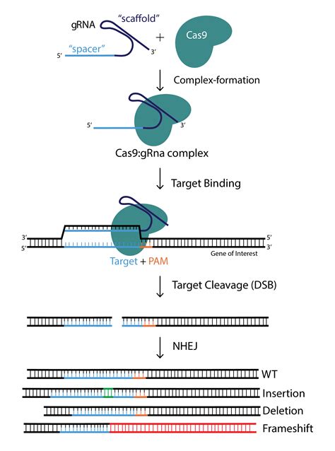 Crisprcas9基因编辑技术的应用