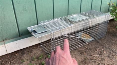 Complete Havahart Diy How To Guide Animal Trap Setting Baiting