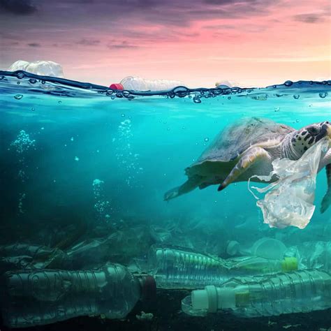 Uae Turtles Washing Up Dead From Plastic Pollution
