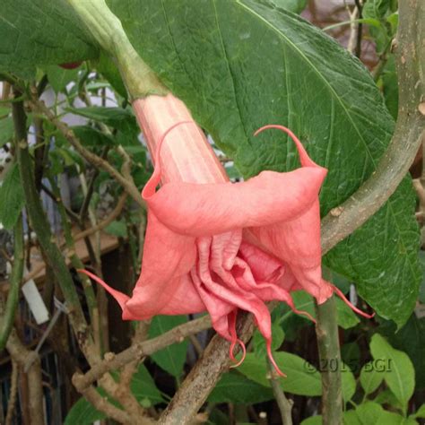 Angels Jubilee Brugmansia Growers International