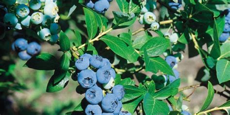 Blueberry Plant Chandler Potted