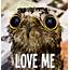 Owl Meme On Tumblr