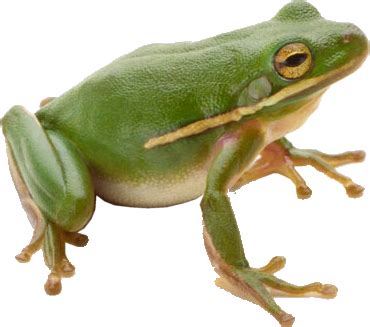 Frog PNG PNG All PNG All