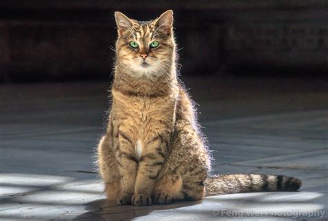 Gli The Loyal Cat Hagia Sophia Istanbul Turkey A Photo On Flickriver