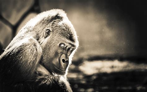 Gorilla Hd Animals 4k Wallpapers Images Backgrounds Photos And