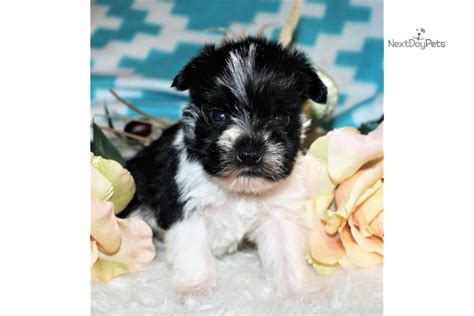 Please let us know in the comments if you have ever purchased a miniature schnauzer from any of the above breeders in co. Oreo: Schnauzer, Miniature puppy for sale near Denver, Colorado. | b350776f-d7f1