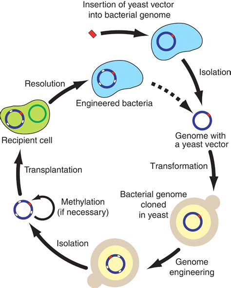 Creating Bacterial Strains From Genomes That Have Been Cloned And