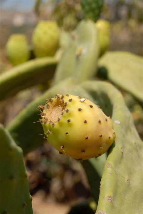 Sicilian Prickly Pear Stock Image Image Of Fruit Plant 15840341