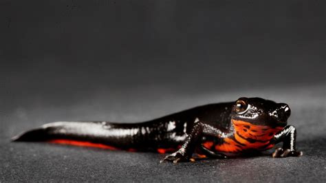 Can You Keep Salamander As A Pet Acuario Pets
