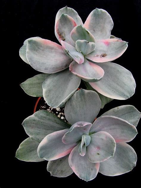 The most difficult part of growing a cactus or succulent on your desk is convincing your coworkers that they do. Echeveria decora • Succulents/Cactus • full sun to dappled ...